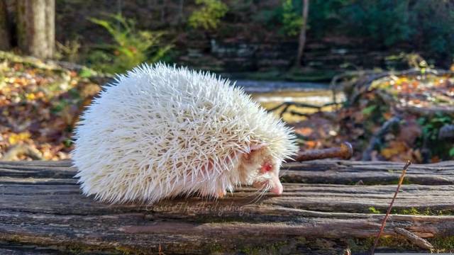 Albinos Are So Strange