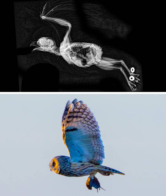 Animals Look A Lot Different On Their X-Rays