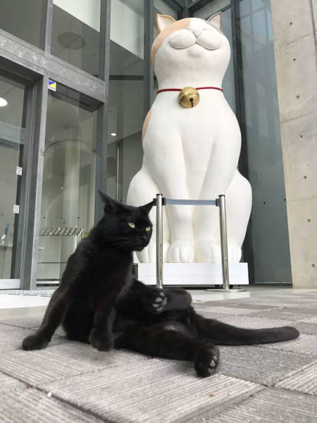 These Two Cats Are The Most Avid Art Lovers In The Entire World