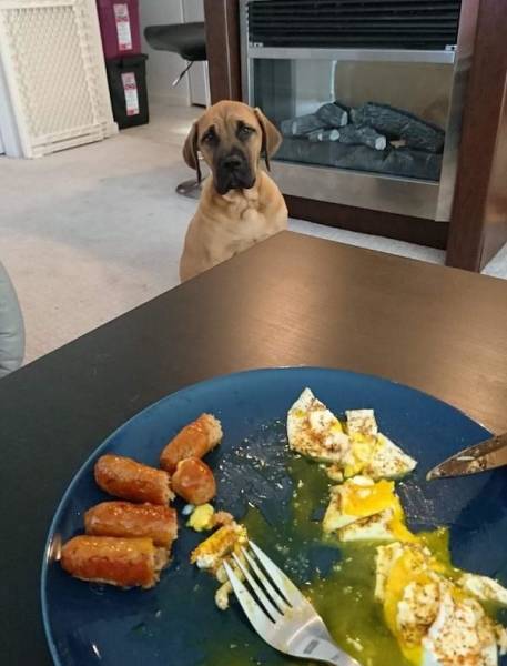 You Can’t Say No To A Begging Pet