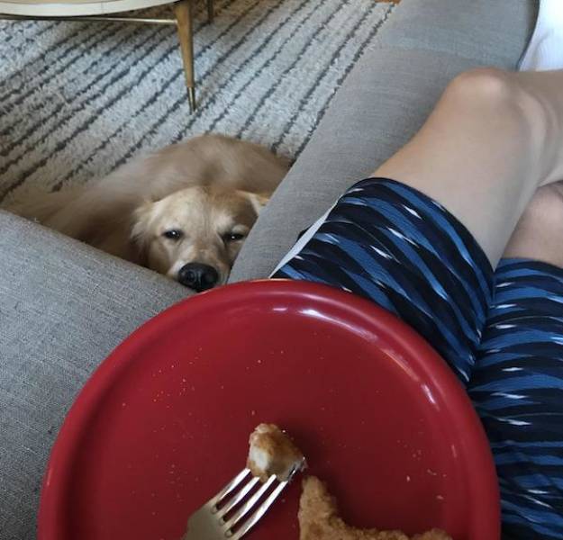You Can’t Say No To A Begging Pet
