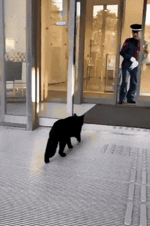 These Two Cats Are The Most Avid Art Lovers In The Entire World