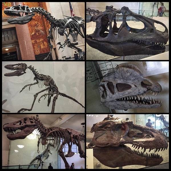 Dinosaur Lovers, This Is For You!