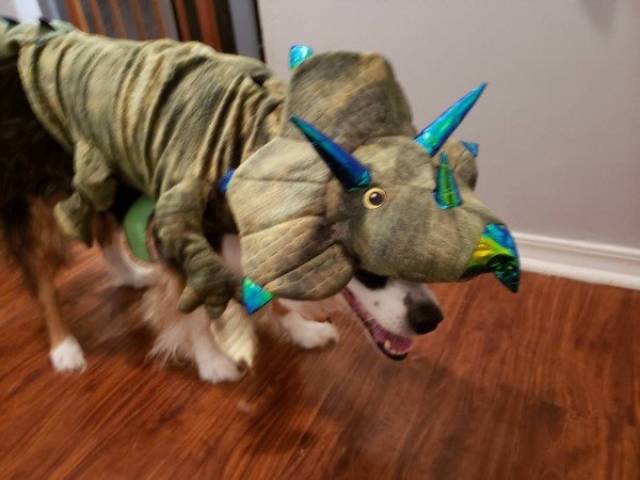 Dinosaur Lovers, This Is For You!