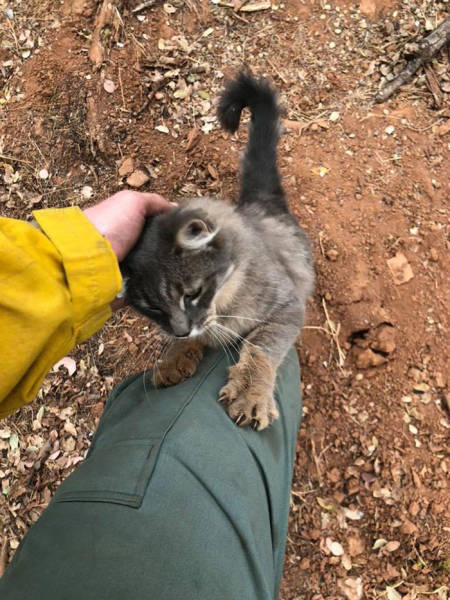 Firefighter Rescues Cat From Wildfire In California, And Now She Won