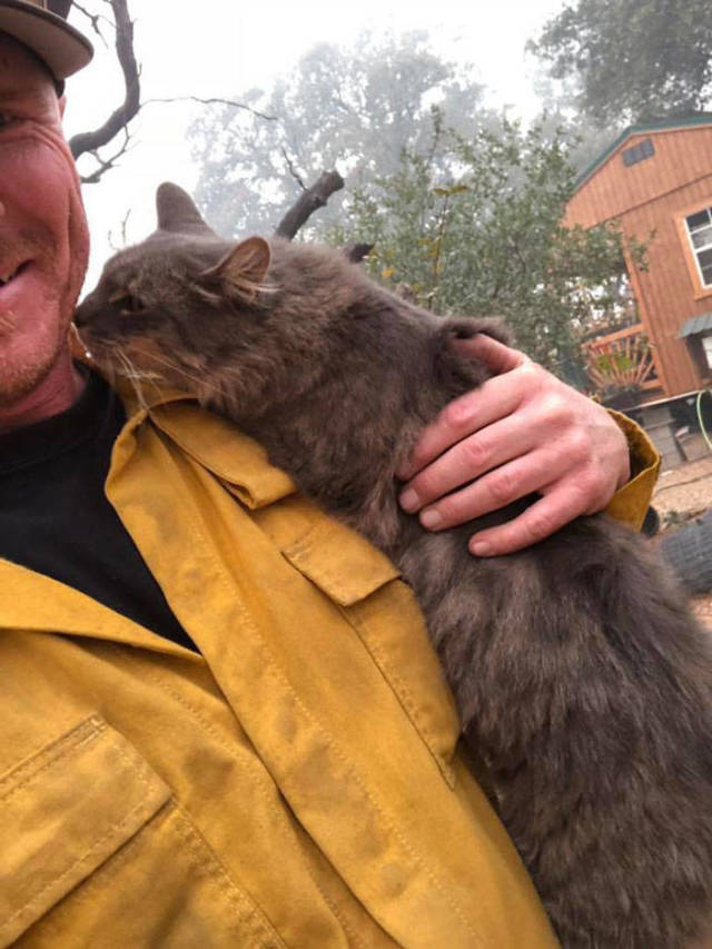 Firefighter Rescues Cat From Wildfire In California, And Now She Won