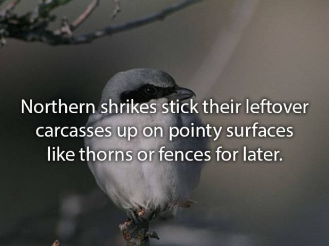 Animals Are Very Strange When It Comes To Eating