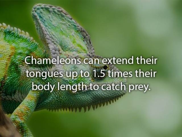Animals Are Very Strange When It Comes To Eating
