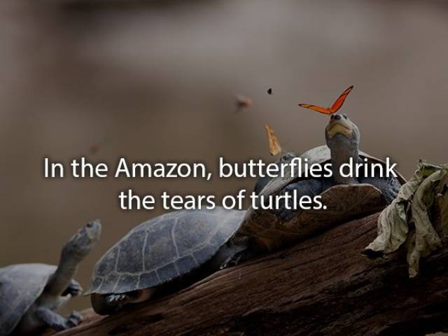 Animals Are Very Strange When It Comes To Eating