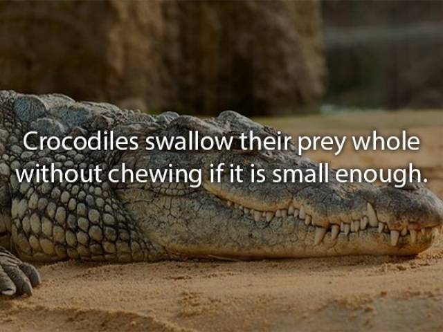 Animals Are Very Strange When It Comes To Eating