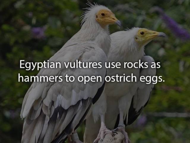 Animals Are Very Strange When It Comes To Eating