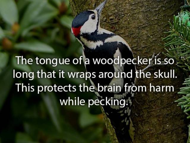 Animals Are Very Strange When It Comes To Eating