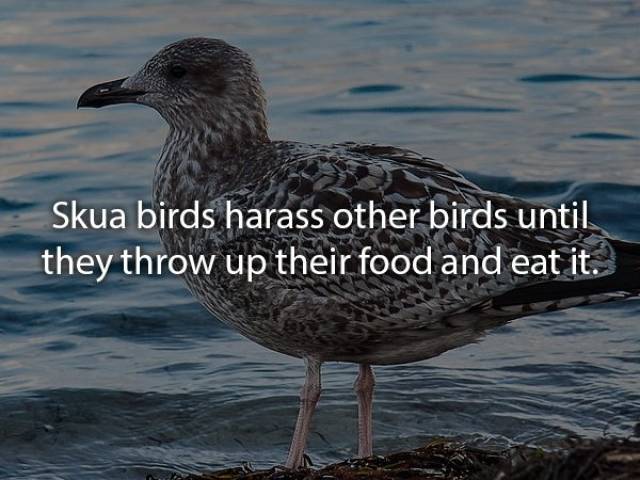 Animals Are Very Strange When It Comes To Eating