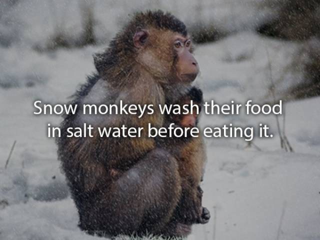 Animals Are Very Strange When It Comes To Eating
