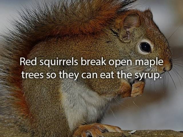 Animals Are Very Strange When It Comes To Eating