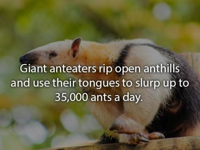 Animals Are Very Strange When It Comes To Eating