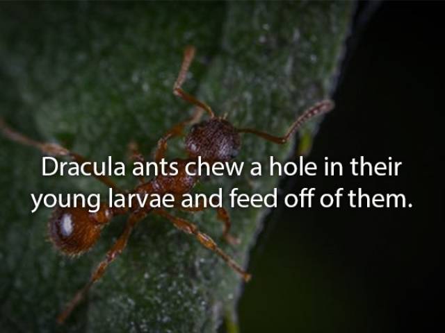 Animals Are Very Strange When It Comes To Eating