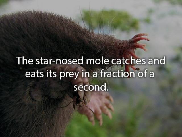 Animals Are Very Strange When It Comes To Eating
