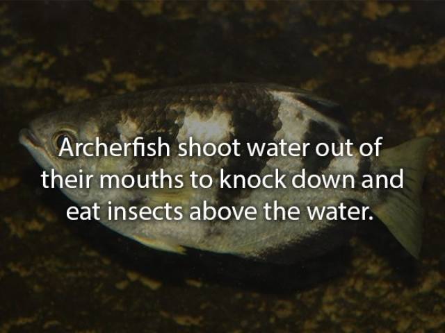 Animals Are Very Strange When It Comes To Eating
