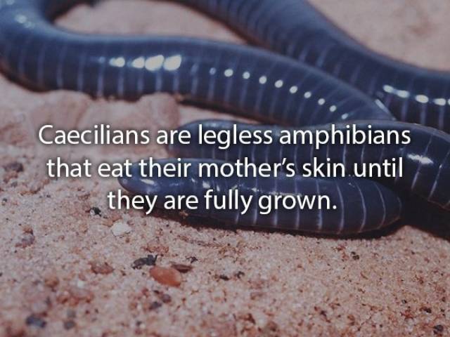 Animals Are Very Strange When It Comes To Eating