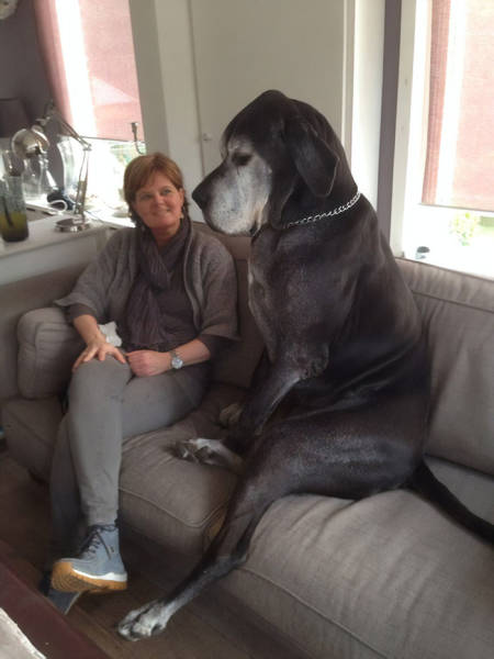 Great Danes Are The World’s Largest Lapdogs!