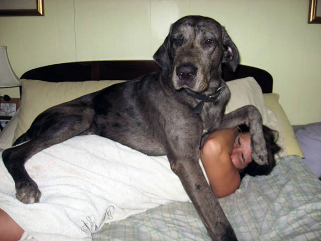 Great Danes Are The World’s Largest Lapdogs!