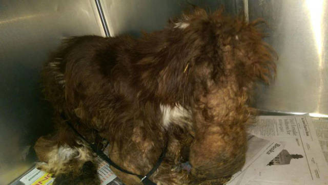 How A Cocker Spaniel Was Saved From His Own Fur