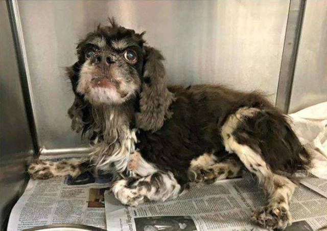 How A Cocker Spaniel Was Saved From His Own Fur
