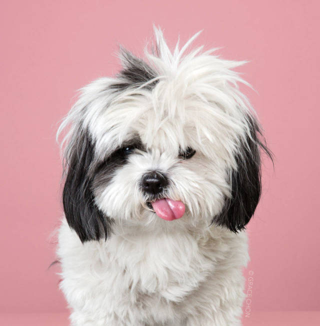 How Japanese Grooming Transforms Dogs