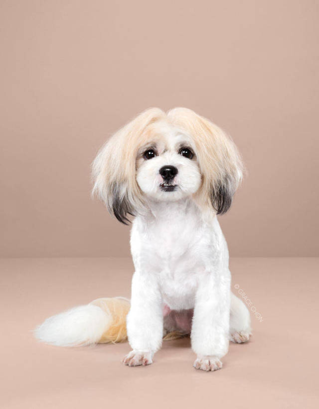 How Japanese Grooming Transforms Dogs