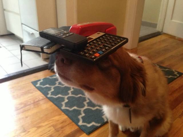 Morning Picdump