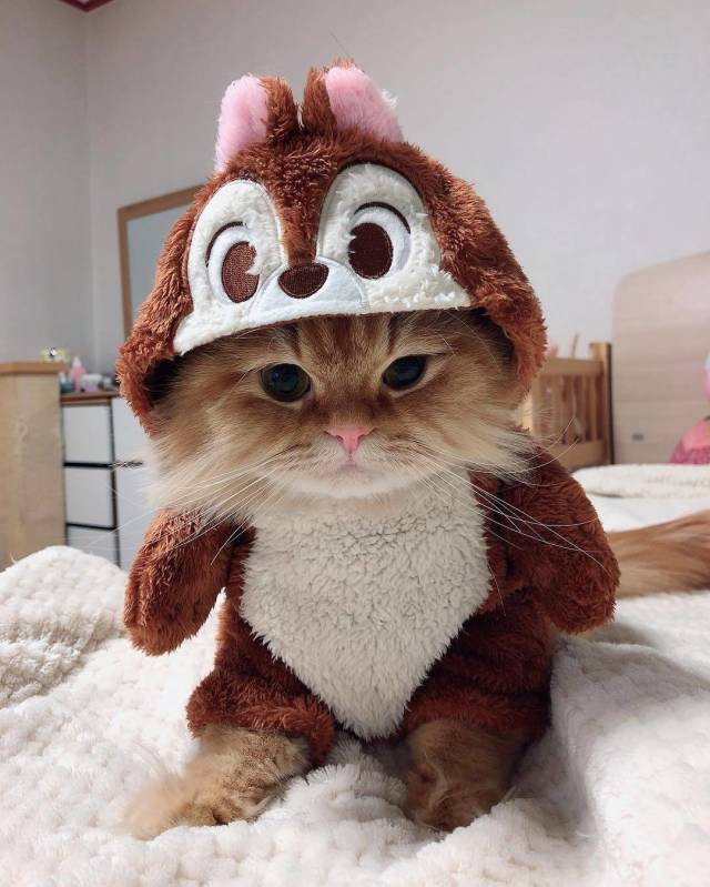 Morning Picdump