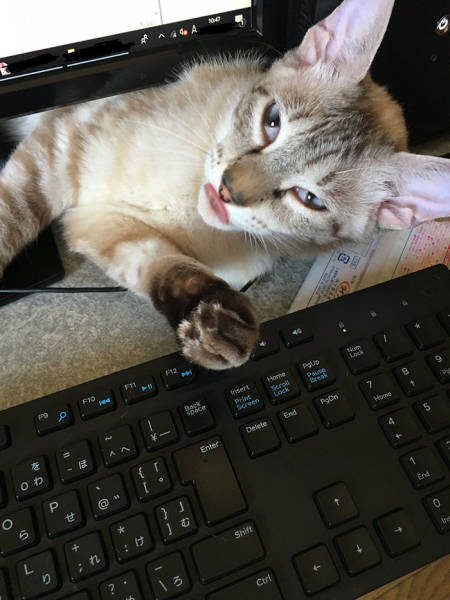Desperate Humans Try To Protect Their Keyboards From Cats