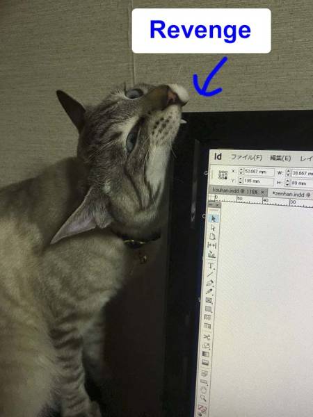 Desperate Humans Try To Protect Their Keyboards From Cats