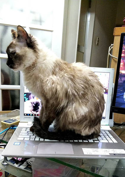Desperate Humans Try To Protect Their Keyboards From Cats