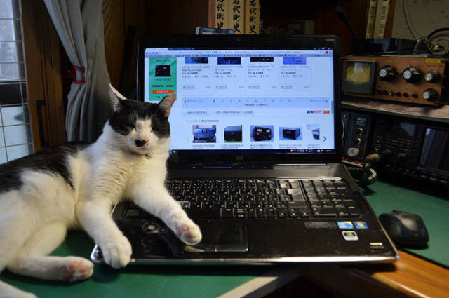 Desperate Humans Try To Protect Their Keyboards From Cats