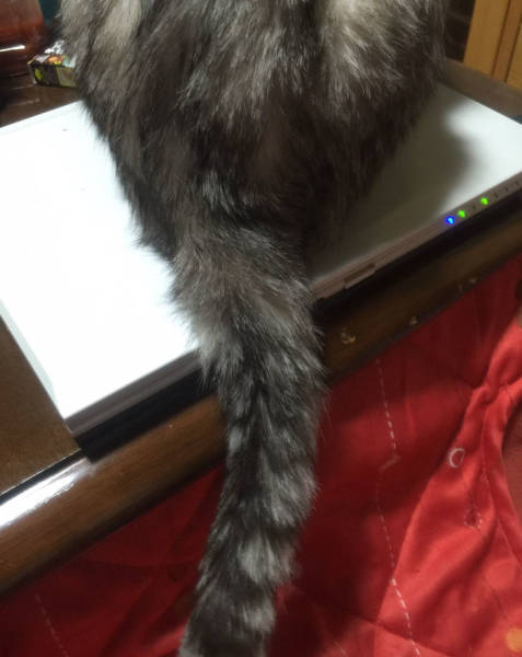 Desperate Humans Try To Protect Their Keyboards From Cats