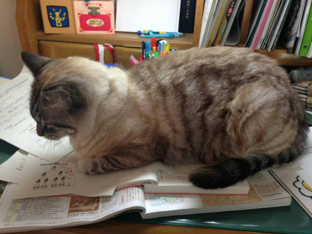 Desperate Humans Try To Protect Their Keyboards From Cats