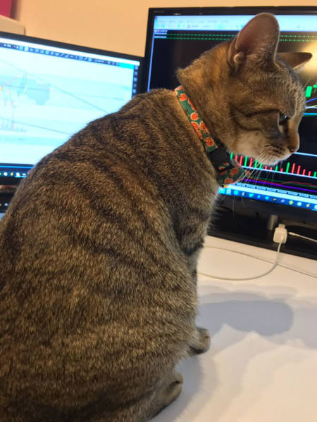 Desperate Humans Try To Protect Their Keyboards From Cats