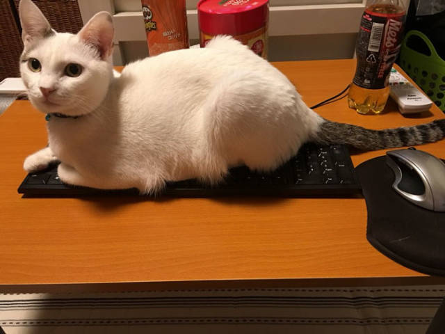 Desperate Humans Try To Protect Their Keyboards From Cats