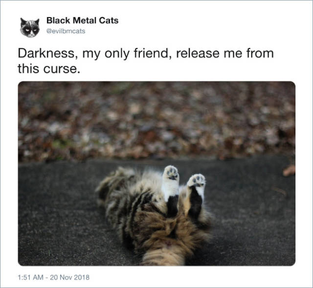 These Cats Are Far More Metal Than You