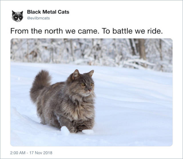 These Cats Are Far More Metal Than You