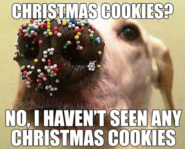 It's The Christmas Meme Season! (50 pics) - Izismile.com
