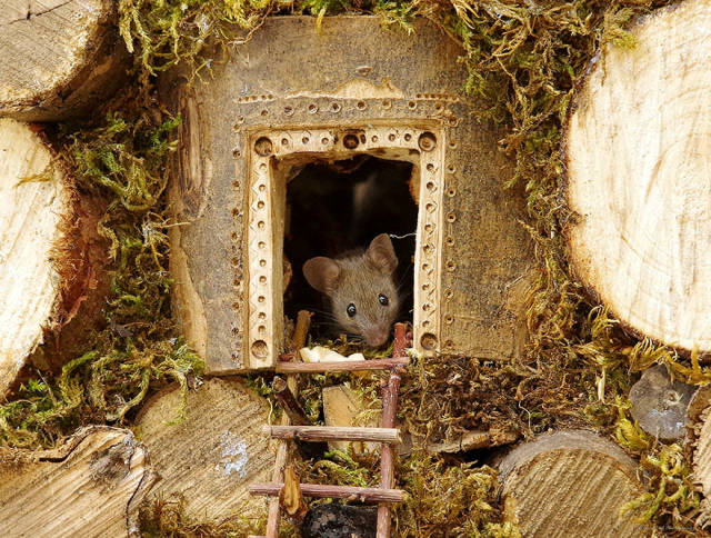 Photographer Builds A House For A Family Of Mice He Found In His Garden