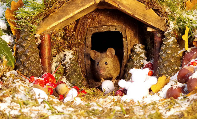 Photographer Builds A House For A Family Of Mice He Found In His Garden