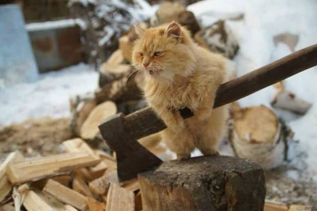 Morning Picdump