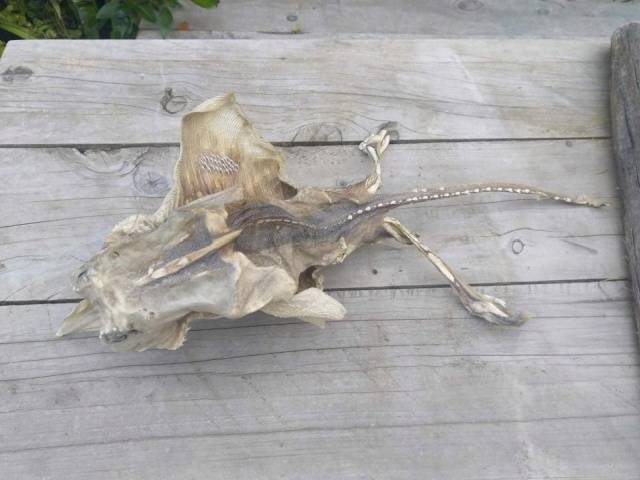 What Is This Sea Creature From New Zealand?