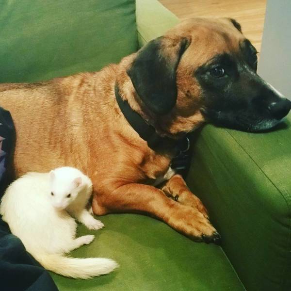 Animals Don’t Really Care Who To Be Friends With