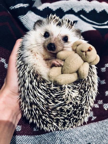 This Happy Hedgehog Is A Literal Cuteness Overload