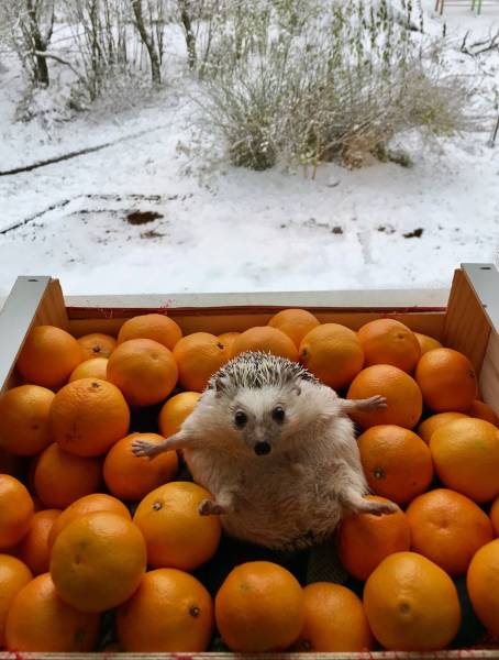 This Happy Hedgehog Is A Literal Cuteness Overload